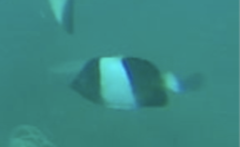 Hemitaurichthys zoster