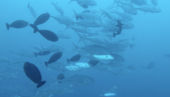 Caranx