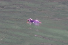 Eudyptes pachyrhynchus