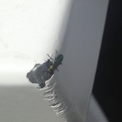 Psilothrix viridicoerulea