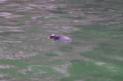 Eudyptes pachyrhynchus