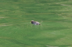 Eudyptes pachyrhynchus