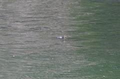 Eudyptes pachyrhynchus