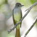 Ash-throated Flycatcher - Photo (c) Len Blumin, some rights reserved (CC BY-NC-ND)