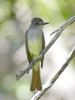 Ash-throated Flycatcher - Photo (c) Len Blumin, some rights reserved (CC BY-NC-ND)