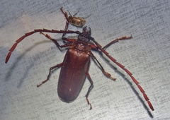 Derobrachus longicornis