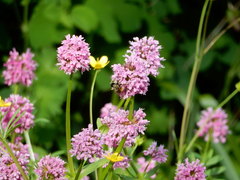 Bombus vancouverensis vancouverensis