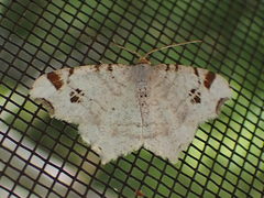Macaria notata