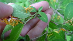 Ectobius lapponicus