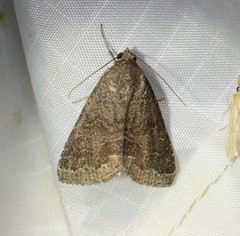 Matigramma pulverilinea