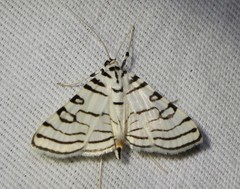 Conchylodes concinnalis