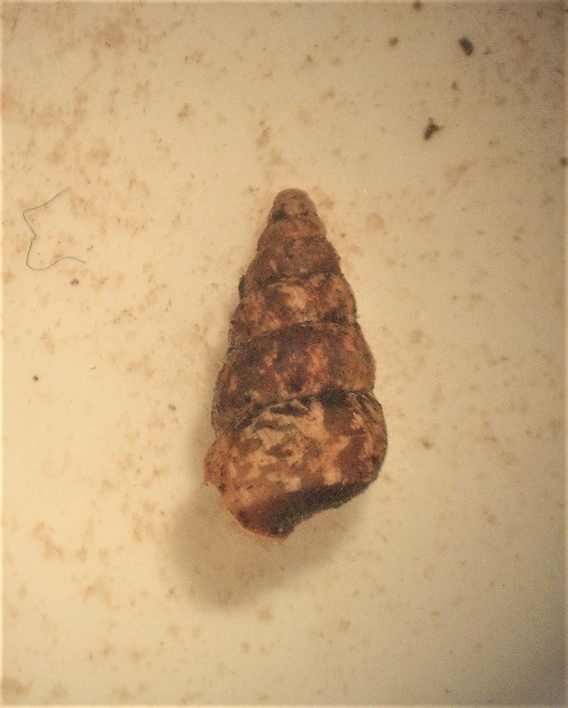Liarea lepida