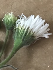 Erigeron glabellus pubescens