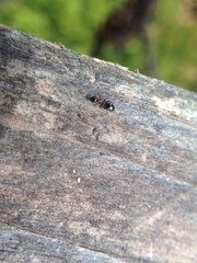 Dolichoderus quadripunctatus