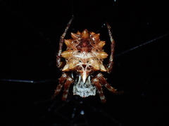 Acanthepeira