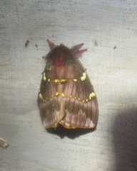 Paradirphia winifredae