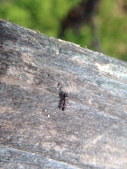 Dolichoderus quadripunctatus