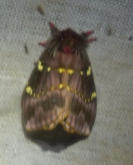 Paradirphia winifredae