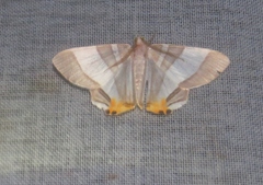 Opisthoxia miletia