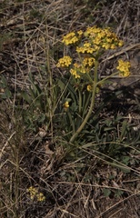 Patrinia sibirica