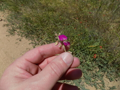 Tephrosia lindheimeri