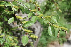 Betula raddeana