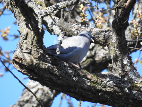 Columba oenas