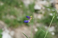 Lathyrus cyaneus