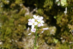 Cardamine uliginosa