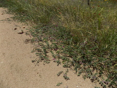 Tephrosia lindheimeri