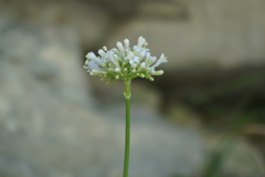 Valeriana cardamines