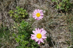 Tanacetum coccineum