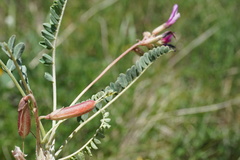 Astragalus salatavicus