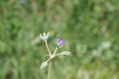 Erodium fumarioides