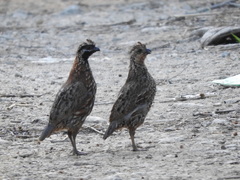 Colinus nigrogularis