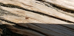 Dermacentor variabilis