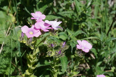 Linum hypericifolium