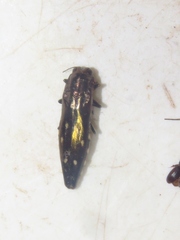 Agrilus stellatus