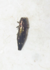 Agrilus stellatus