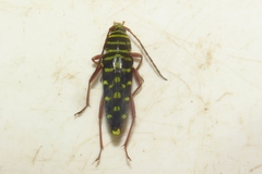 Placosternus difficilis