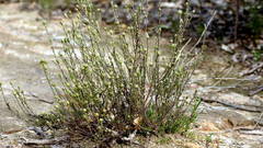 Hibbertia crinita