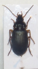 Chlaeniellus