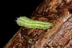 Thysanoplusia orichalcea