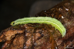 Thysanoplusia orichalcea