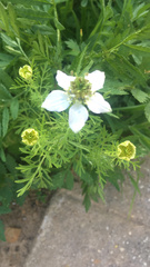 Nigella sativa