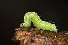 Thysanoplusia orichalcea