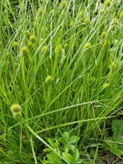 Carex squarrosa