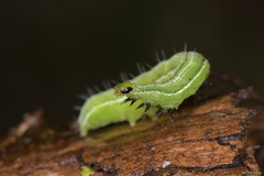 Thysanoplusia orichalcea