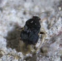 Pycnoderes