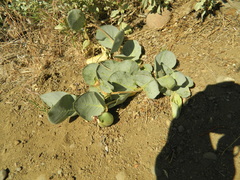 Asclepias cryptoceras davisii